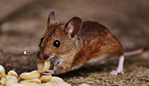 24 Hour & Emergency Exterminators in Valley Stream, NY